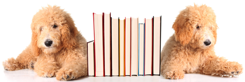 Sustainable Solutions for Managing Packaging and Cardboard Waste